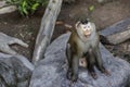 Monkey (Pig-tailed macaque) Royalty Free Stock Photo