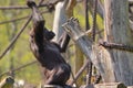 Monkey plaiyng in zoo in germany. Royalty Free Stock Photo