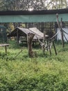 Monkey play ground, swing, greenery, trees, zoo Royalty Free Stock Photo