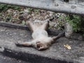 Monkey playing dead on streetside pedestrian