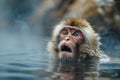 a monkey playing in a hot spring of water. Monkey bathing in hot water Royalty Free Stock Photo