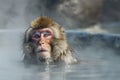 a monkey playing in a hot spring of water. Monkey bathing in hot water Royalty Free Stock Photo