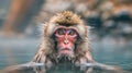a monkey playing in a hot spring of water. Monkey bathing in hot water Royalty Free Stock Photo