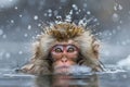 a monkey playing in a hot spring of water. Monkey bathing in hot water Royalty Free Stock Photo