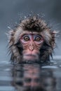 a monkey playing in a hot spring of water. Monkey bathing in hot water Royalty Free Stock Photo