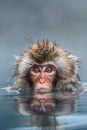 a monkey playing in a hot spring of water. Monkey bathing in hot water Royalty Free Stock Photo