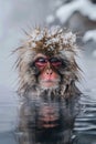 a monkey playing in a hot spring of water. Monkey bathing in hot water Royalty Free Stock Photo