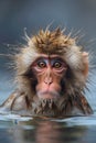 a monkey playing in a hot spring of water. Monkey bathing in hot water Royalty Free Stock Photo