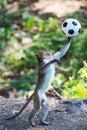 Monkey playing soccer ball Royalty Free Stock Photo