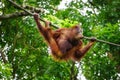 A monkey playing at the zoo