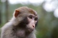 The monkey ponder Royalty Free Stock Photo