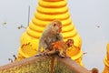 Monkey in Popa Taungkalat Shrine, Mount Popa, Myanmar