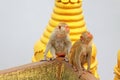 Monkey in Popa Taungkalat Shrine, Mount Popa, Myanmar