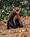 Monkey portrait (Cercopithecus mona) in Ghana