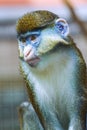 Monkey portrait, Cercopithecus
