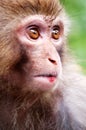 Monkey portrait Royalty Free Stock Photo