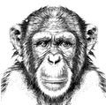 Monkey portrait sketch hand drawn engraving style Royalty Free Stock Photo