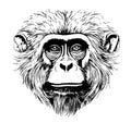 Monkey portrait sketch hand drawn Vector illustration Wild smart animals