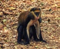Monkey portrait & x28;Cercopithecus mona& x29; in Ghana