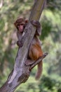 Monkey pose cute pic