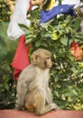 Monkey and prayer flags from Swayambunath temple in Kathmandu