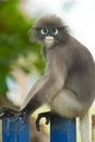 Monkey (presbytis obscura reid) Royalty Free Stock Photo
