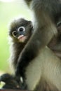 Monkey (presbytis obscura reid) Royalty Free Stock Photo