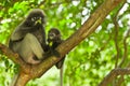 Monkey (presbytis obscura reid) Royalty Free Stock Photo