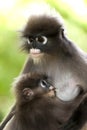 Monkey (presbytis obscura reid) Royalty Free Stock Photo
