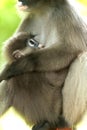 Monkey (presbytis obscura reid) Royalty Free Stock Photo
