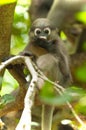 Monkey (presbytis obscura reid) Royalty Free Stock Photo