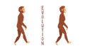 Monkey or Primate as Human Evolution Stage and Gradual Development Vector Set Royalty Free Stock Photo