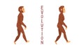 Monkey or Primate as Human Evolution Stage and Gradual Development Vector Set