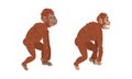 Monkey or Primate as Human Evolution Stage and Gradual Development Vector Set