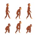 Monkey or Primate as Human Evolution Stage and Gradual Development Vector Set Royalty Free Stock Photo