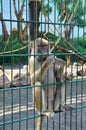 Monkey, primate, zoo, wild, animal, mammal, africa, small, hairy