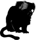 Monkey . primates. is the smallest monkey in the world Royalty Free Stock Photo