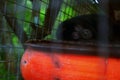 Monkey in prison cage zoo Royalty Free Stock Photo