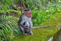 Monkey protecting its baby Royalty Free Stock Photo