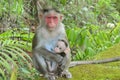 Monkey protecting its baby Royalty Free Stock Photo