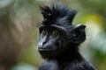 Monkey punk rocker with mohawk Royalty Free Stock Photo