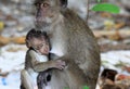 Monkey puppy crab-eating long-tailed Macaque, Macaca fascicularis teasing mother during breast-feed on Ko Phi Phi, Tailand Royalty Free Stock Photo