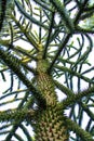 Monkey Puzzle tree