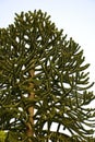 Monkey puzzle tree