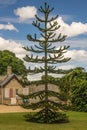 Monkey Puzzle Tree Royalty Free Stock Photo