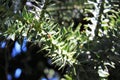 Monkey Puzzle Tree, Araucaria araucana branch