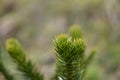 Monkey Puzzle Tree (Araucaria araucana)