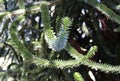 Monkey Puzzle Tree, Araucaria araucana branches