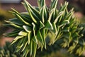 Monkey Puzzle Tree (Araucaria araucana) with hoarfrost