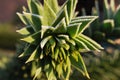 Monkey Puzzle Tree (Araucaria araucana) with hoarfrost